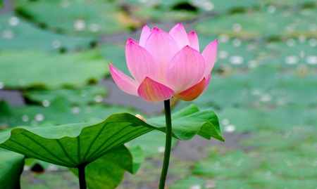 Pink lotus - flowers, lotus, tenderness, green, tender flower, beauty, pink, leaves