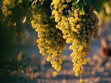 GRAPES - nature, vegetables, usa, fruits