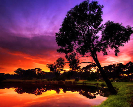 Day is done - reflections, sky, purple, blue, orange, tree, sunset, gold