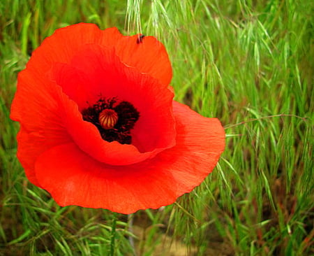 POPPY - red, flower, black, poppy, grass