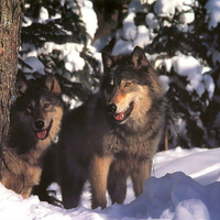 Wolves in the snow
