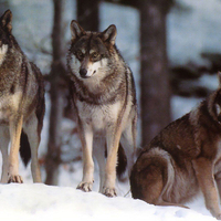 Wolves