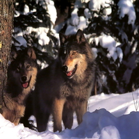 Wolves in winter