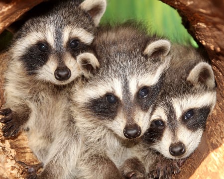 Raccoons - raccoon, animal, forest, three