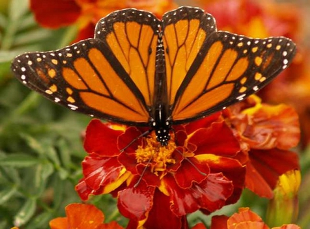 Butterfly on red flower - red, buttrefly, flower, animal, nature