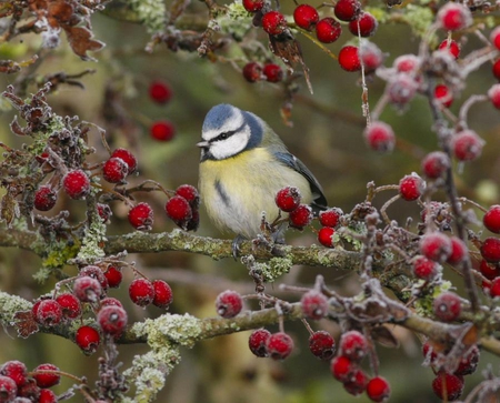 Little bird - forest, animal, bird, fruit