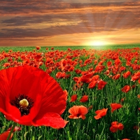 Poppy field at sunset