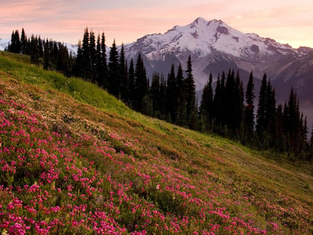 Nature - nature, sky, mountain, field, flower