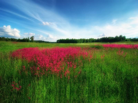 Midsummer Evening - field, sky, summer, evening