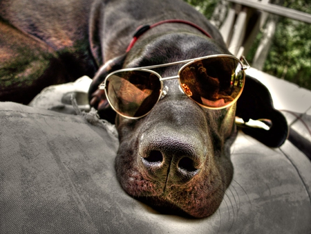 Cool dog - dog, puppy, sun glasses, cool