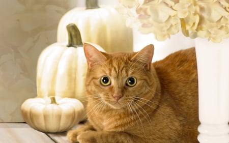 Autumn Kitty - autumn, pumpkin, cat, kitty, hydrangea, ginger, caramel, golden, flower