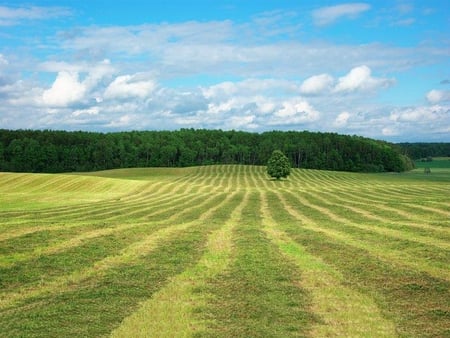 Haymaking - field, sky, hay, trees