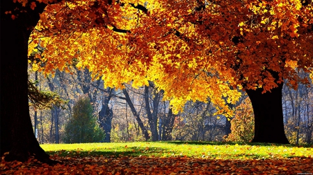 Nature - landscape, field, tree, nature, grass