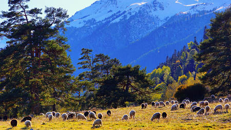 Sheeps - sheep, nature, landscape, mountain, animal, field, tree, grass