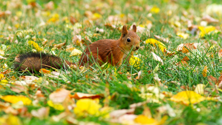 Squirrel - animal, squirrel, landscape, field, nature, grass