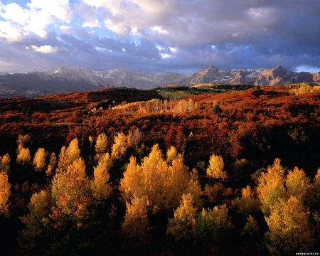 Colors of the autumn - landscape, field, tree, nature, grass