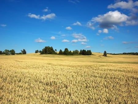 Wheat Field - field, sky, wheat, trees