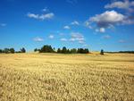 Wheat Field