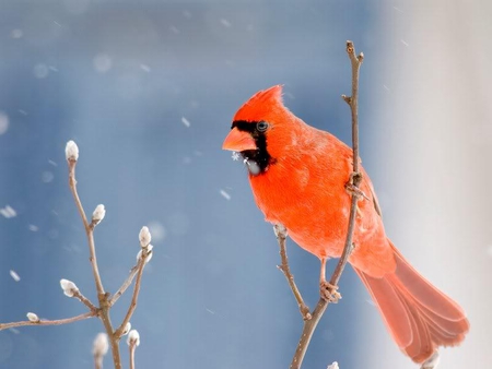 Male Cardinal - cardinal, tree, winter, bird