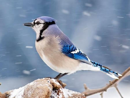 In The Wind - wind, bird, blue, jay