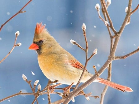 Female Cardinal - winter, tree, cardinal, bird