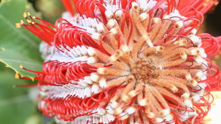 CHRISTMAS BUSH - banksia, christmas, flower, red