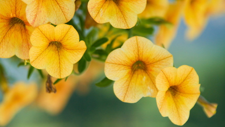 PRETTY PETUNIAS - petunias, pretty, yellow, flower