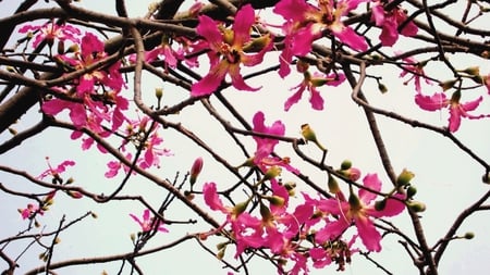 Blooming Flowers for cehenot - branches, blooming flowers, pink, flower buds