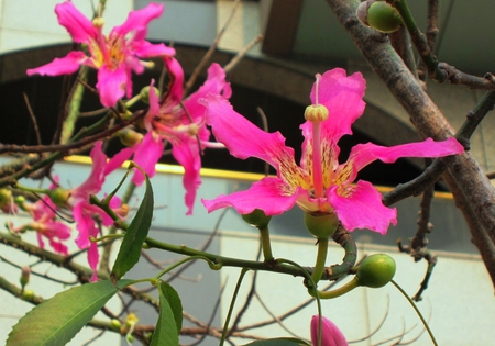 Blooming Flowers for CroZg - branches, blooming flowers, pink, flower buds