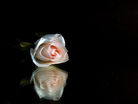 Reflected beauty - rose, reflection, black background, pink