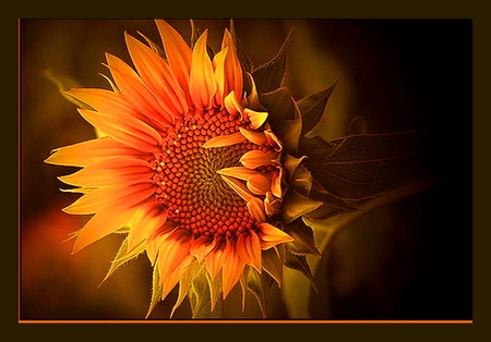 Beauty of the sunflower - sunflower, black background, gold, light