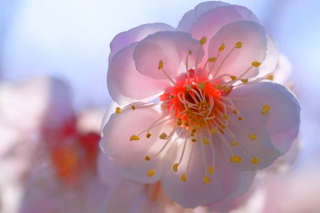 Light of the day - sunlight, flower, pink, blue