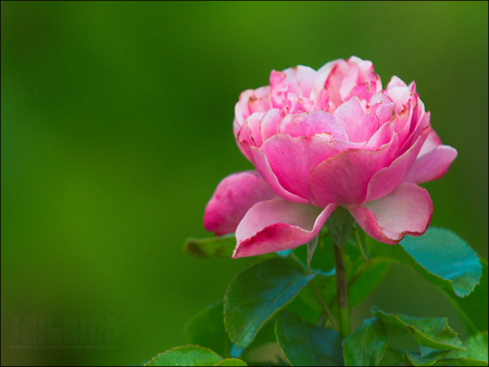 Delicate rose - flower, rose, pink, nature, green