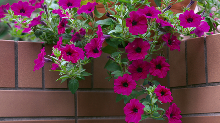 Breathtakingly Beautiful - purple, brick, beautiful, wall, morning glory, breathtakingly, flowers