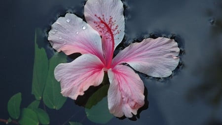 Pink Hibiscus on Water - beauty, hibiscus, pink, beautiful, water, leaves