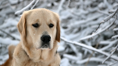 Waiting for my master.... - waiting, winter, retriever, snow, dog, sad look, gentle