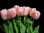 Pink tulips