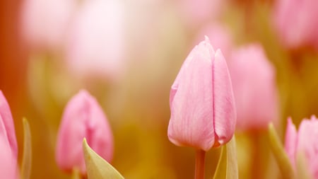 Pink Tulips - macro processing, pink, tulips, blur, flowers, spring, buds, light, nature, color