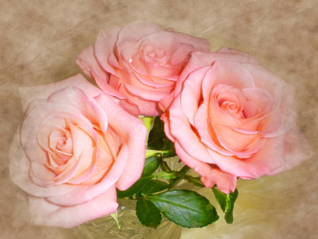 Roses - roses, delicate, lovely, three, nature, pretty, beautiful, pink, flowers, harmony