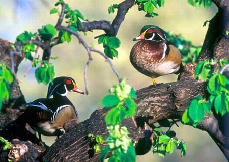 Beautiful Ducks - beautiful, ducks, cool, picture