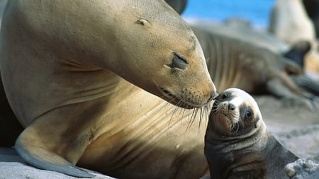 Sea Lion and Pup - sea lion, macro, pup, baby, sand