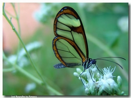 Transparent Butterfly - butterfly, transparent, picture, beautiful