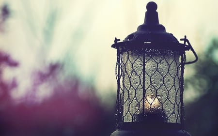 Lantern - trees, raindrops, lamp, light, lantern, tree, raindrop, rain, glass