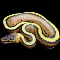 Striped-Snake