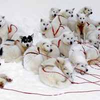 Snow Dogs