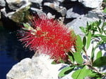 BOTTLE-BRUSH, CALLISTEMON,