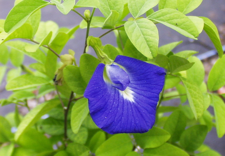 BUTTERFLY PEA - leaves, pea, green, blue