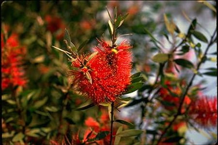 BOTTLE BRUSH - red, leaves, brush, plant