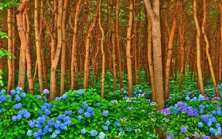 floor of blue - nature, trees, forest, blue, photography, hdr, flowers