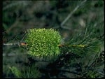 BOTTLE BRUSH,